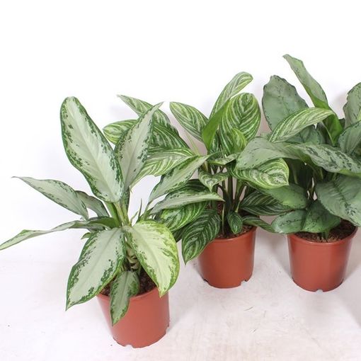 Aglaonema MIX