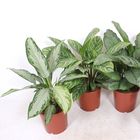 Aglaonema MIX