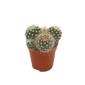 Mammillaria spinosissima