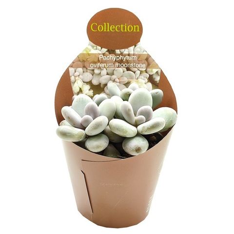 Pachyphytum oviferum