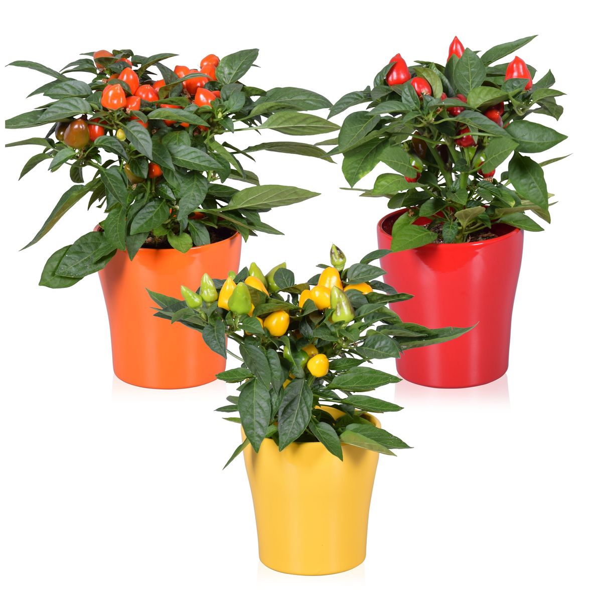 Capsicum Annuum MIX Plant Wholesale FlorAccess capsicum-annuum-mix-plant-wholesale-floraccess