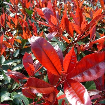 Photinia x fraseri 'Camilvy'