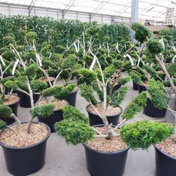 Taxus x media 'Densiformis'
