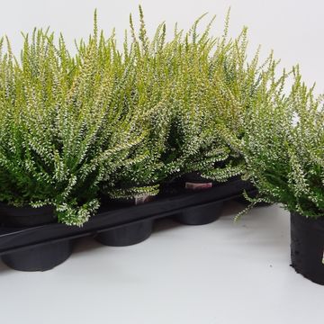 Calluna vulgaris GARDEN GIRLS SANDY