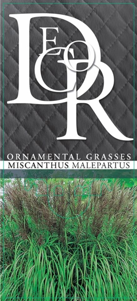 Miscanthus sinensis 'Malepartus'