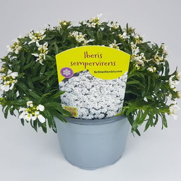 Iberis sempervirens SNOWSURFER FORTE