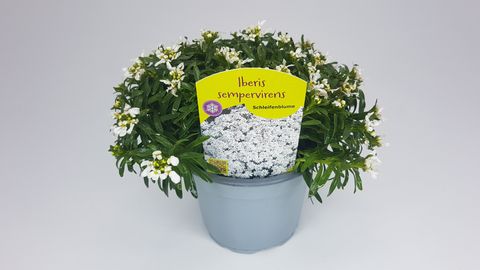 Iberis sempervirens SNOWSURFER FORTE