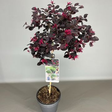 Loropetalum chinense BLACK PEARL