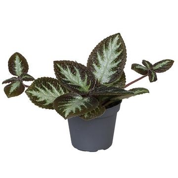 Episcia 'Silver Shield'