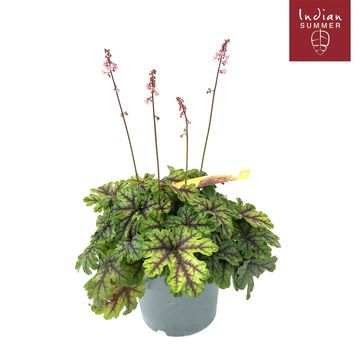 x Heucherella 'Tapestry'