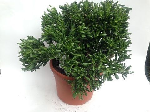 Crassula ovata 'Hobbit'