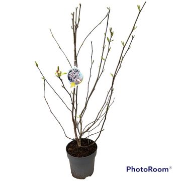 Magnolia x soulangeana