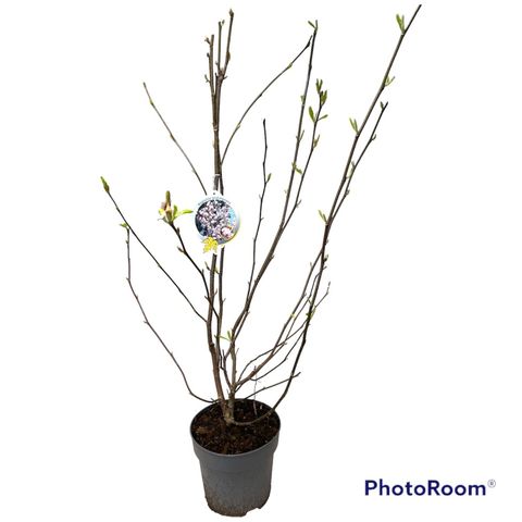 Magnolia x soulangeana