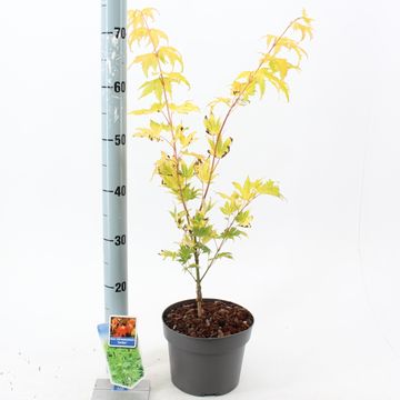 Acer shirasawanum 'Джордан'