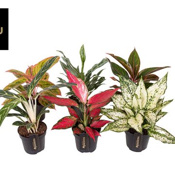 Aglaonema MIX