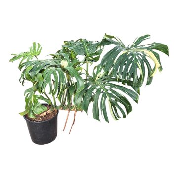 Monstera 'Thai Constellation'