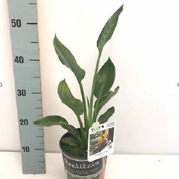 Strelitzia reginae 'Mandela's Gold'
