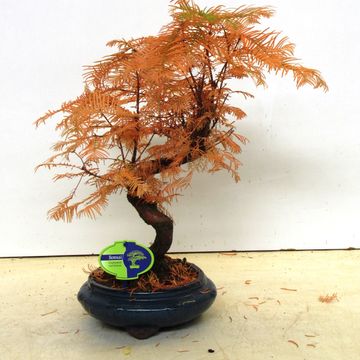 Metasequoia glyptostroboides