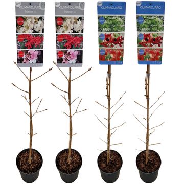Viburnum plicatum KILIMANDJARO MIX