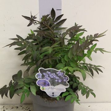 Polemonium 'Heaven Scent'