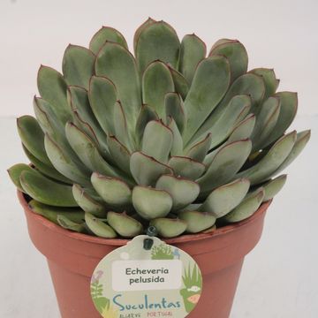 Echeveria 'Pelusida'