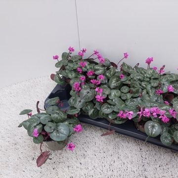 Cyclamen coum 'Cyberia Dark Rose'