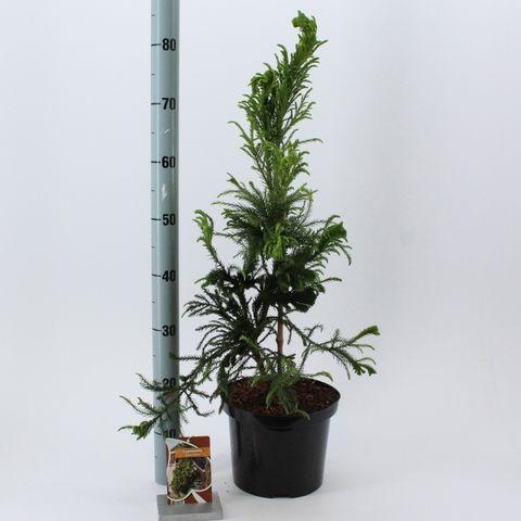 Cryptomeria japonica 'Cristata'