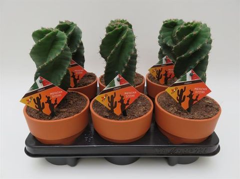 Cereus jamacaru 'Spiralis'