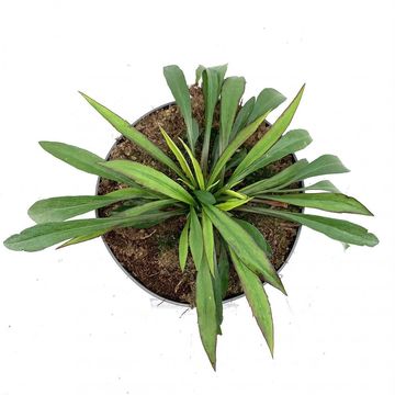 Aster 'Lady in Blue'