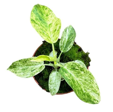 Philodendron giganteum 'Variegata'