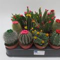 Cactos MIX