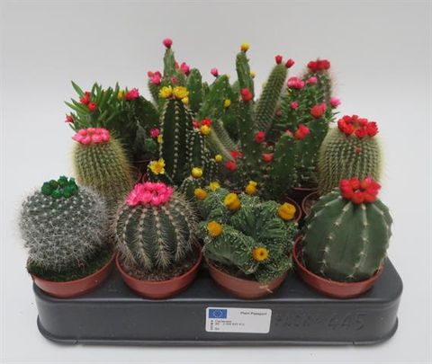 Cactos MIX