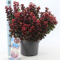 Leucothoe axillaris 'Curly Red'