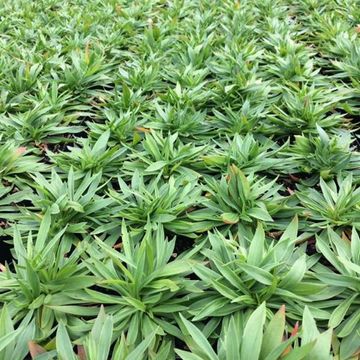 Armeria pseudarmeria 'Ballerina Red'