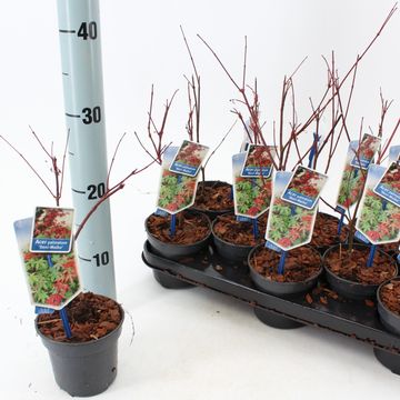 Acer palmatum 'Beni-maiko'