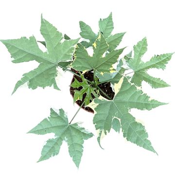Cnidoscolus aconitifolius 'Variegata'