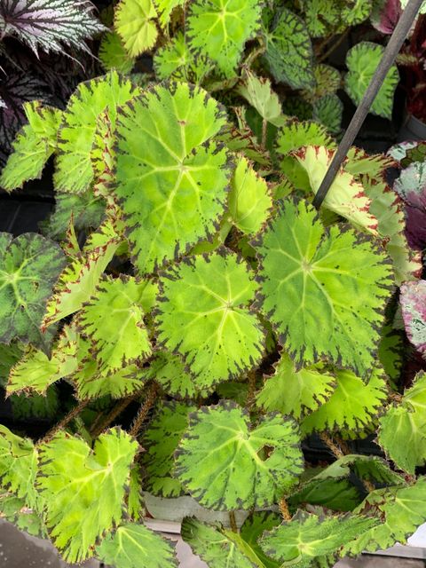 Begonia LIME FEVER