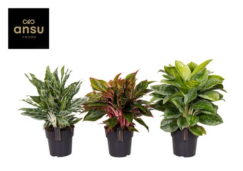 Aglaonema MIX