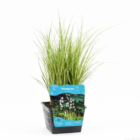 Eriophorum Veenpluis