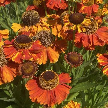 Helenium 'Sahin's Early Flowerer'