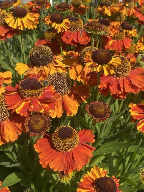 Helenium 'Sahin's Early Flowerer'
