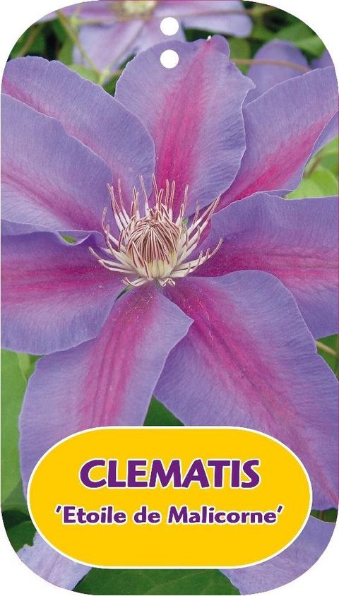 Clematis 'Etoile de Malicorne' (EL)