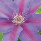 Clematis 'Etoile de Malicorne' (EL)