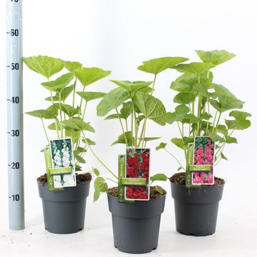 Alcea rosea CHATER'S DOUBLE MIX