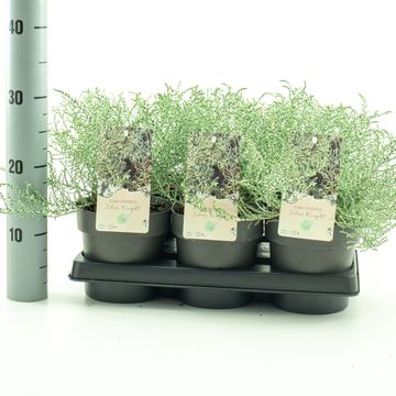 Olearia lepidophylla 'Silver Knight'