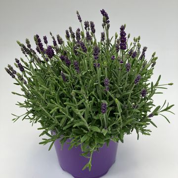 Lavandula angustifolia MIX