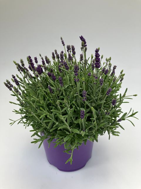Lavandula angustifolia MIX