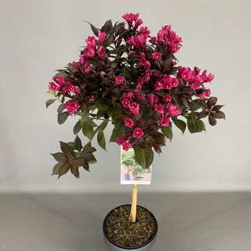Weigela florida MINOR BLACK