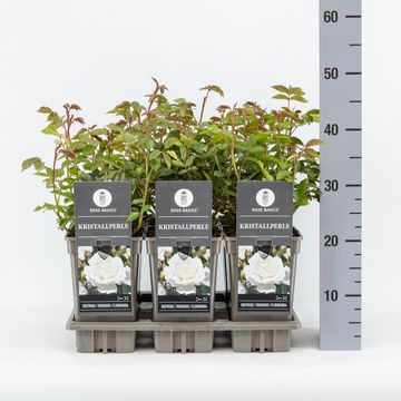 Rosa 'Kristallperle'