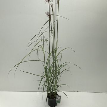 Miscanthus sinensis 'Malepartus'